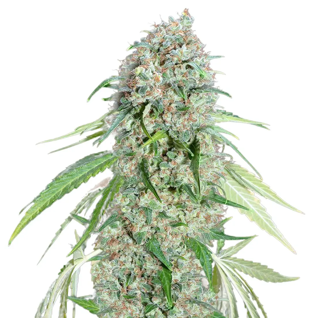 00 Seed - Chocolate Skunk CBD - 400 g