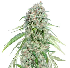 00 Seed - Chocolate Skunk CBD - 400 g