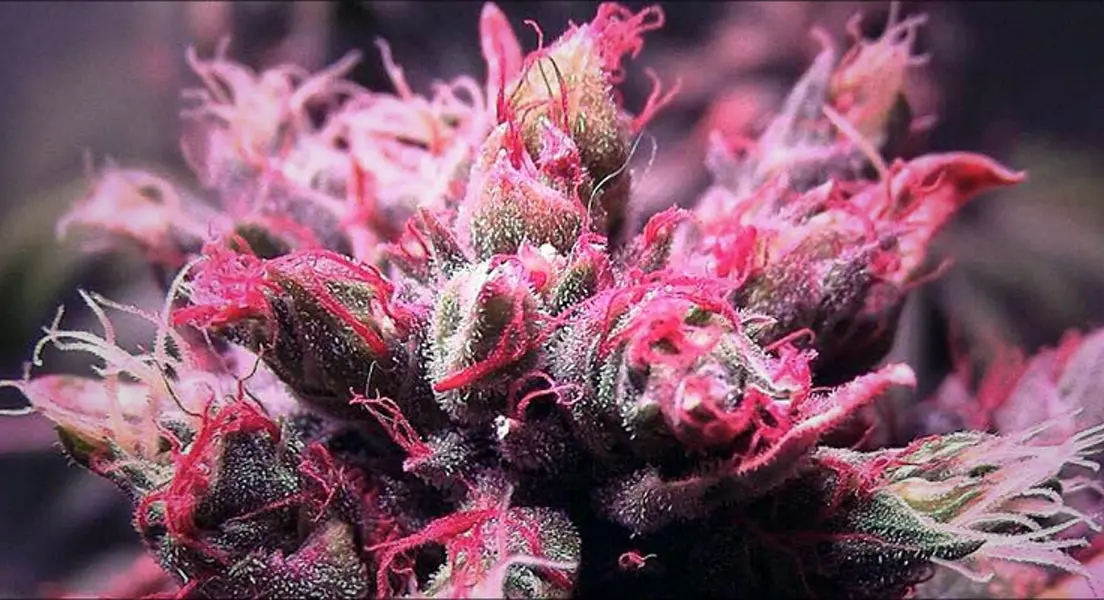 818 Jack Herrer 3.50 g