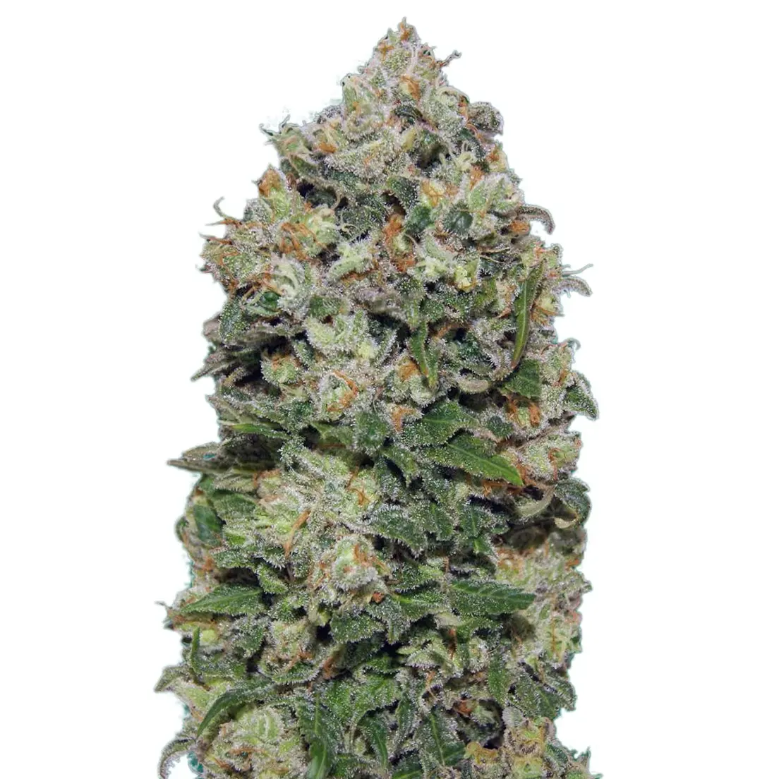 00 Seed - Northern Lights - 500 g