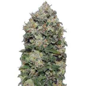 00 Seed - Northern Lights - 500 g